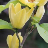 alexandra alphenaar magnolia bloeit 2013