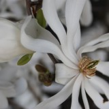 bloesem ster-magnolia angela schijf voor menina bij buitengoed de gaard