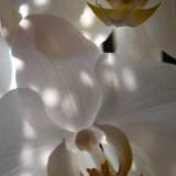 witte orchideeen restaurant da vinci maasbracht foto belinda keulen 
