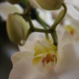 mooie orchideeen bij restaurant da vinci maasbracht foto belinda keulen 