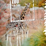 gaiazoo-giraffen-zoo-is-gaia
